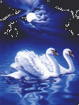 pic for swans love